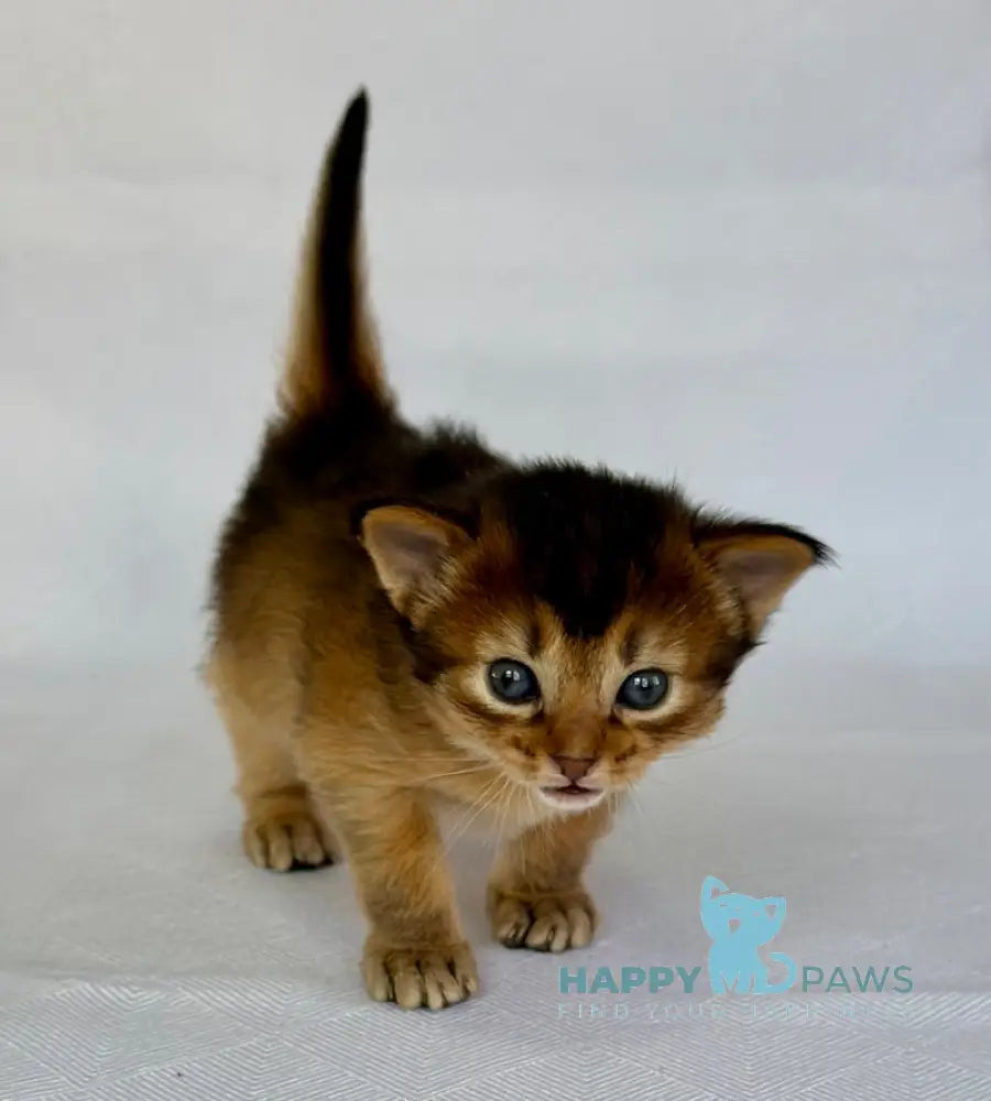 Xena Somali female ruddy live animals