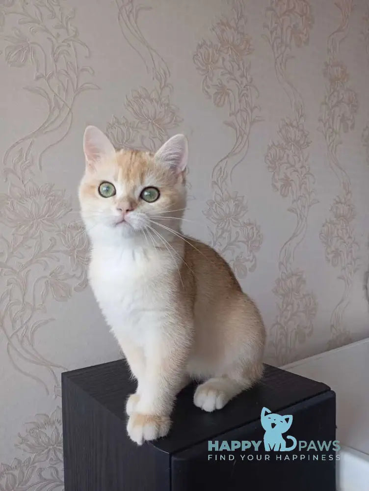 Xenia British Shorthair female black golden chinchilla live animals