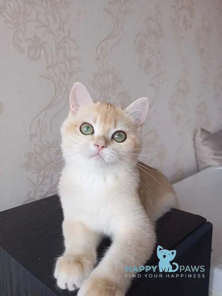 Xenia British Shorthair female black golden chinchilla live animals