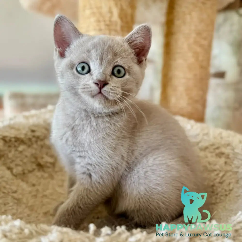 Xenia British Shorthair female lilac - live animals