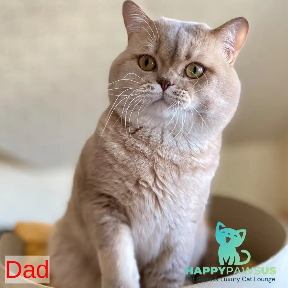 Xenia British Shorthair female lilac - live animals