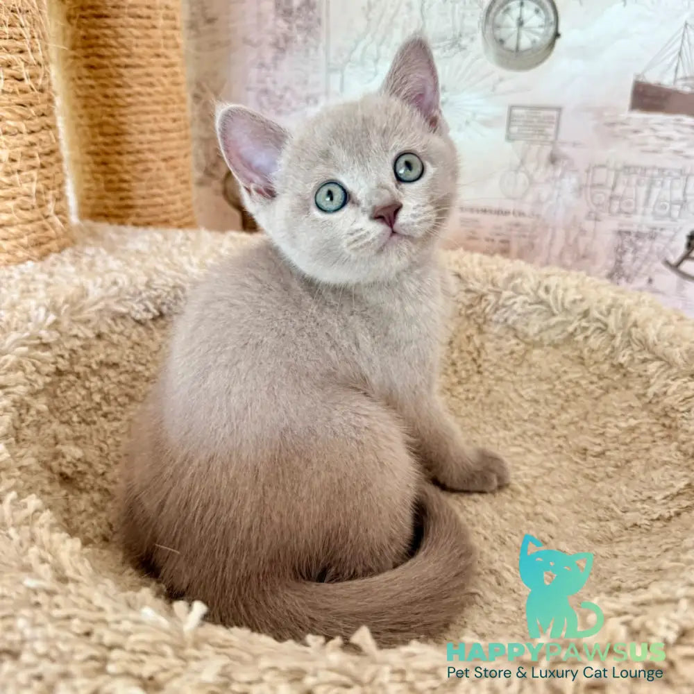 Xenia British Shorthair female lilac - live animals