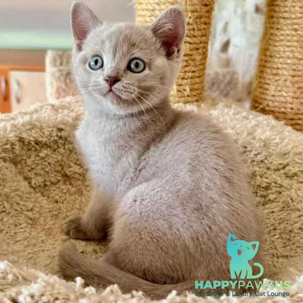 Xenia British Shorthair female lilac - live animals