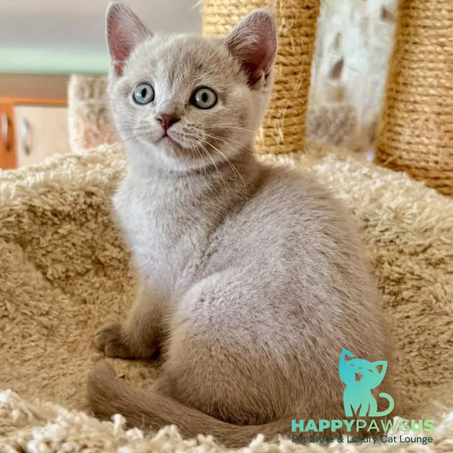 Xenia British Shorthair female lilac - live animals
