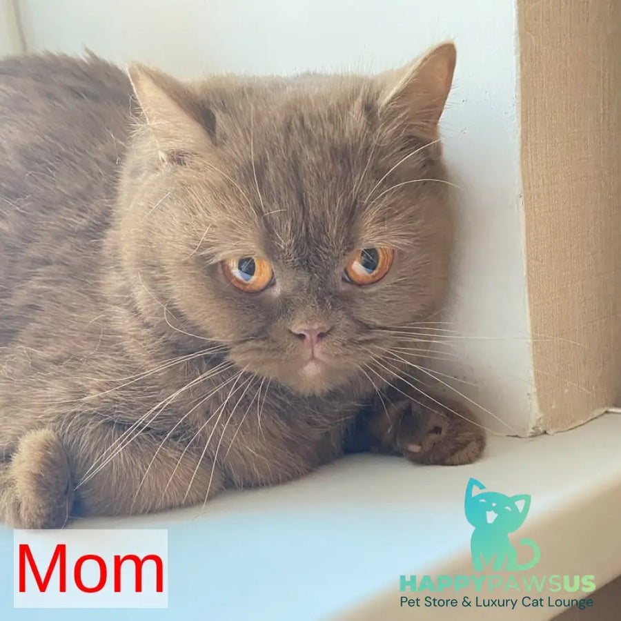 Xenia British Shorthair female lilac - live animals