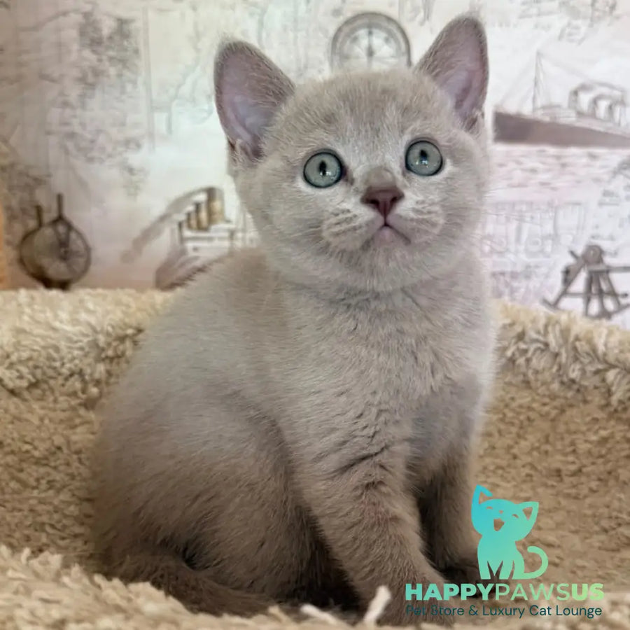 Xenia British Shorthair female lilac - live animals