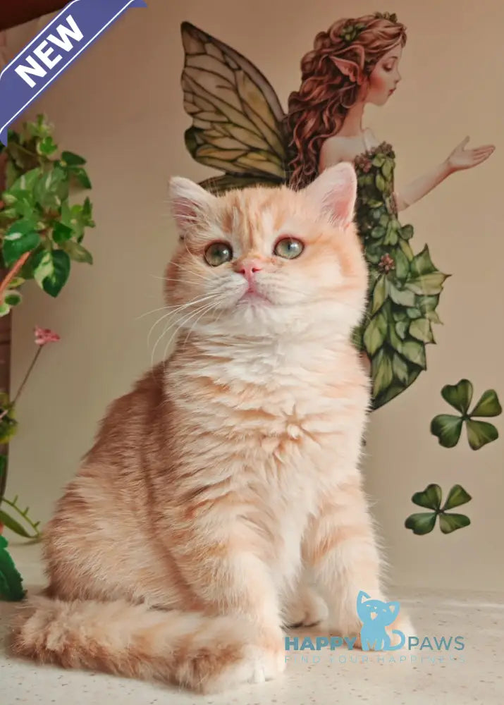 Xenia British Shorthair male chocolate golden shaded live animals