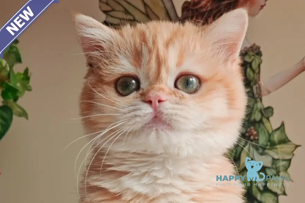 Xenia British Shorthair male chocolate golden shaded live animals