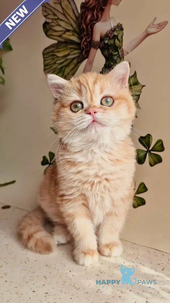 Xenia British Shorthair male chocolate golden shaded live animals