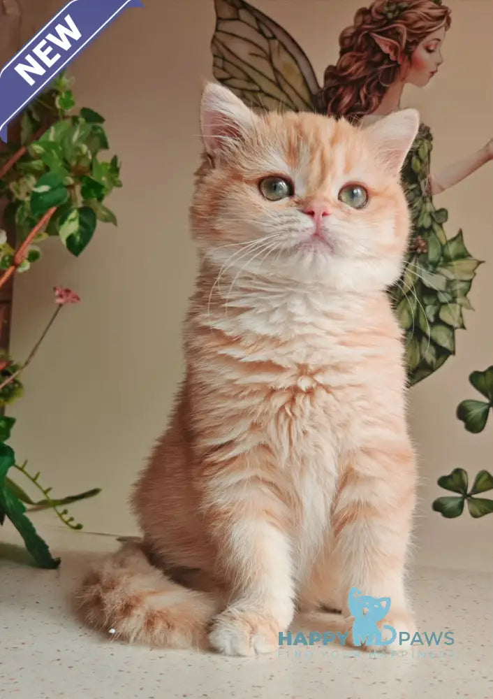 Xenia British Shorthair male chocolate golden shaded live animals