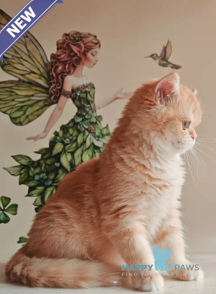 Xenia British Shorthair male chocolate golden shaded live animals