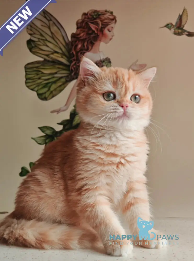 Xenia British Shorthair male chocolate golden shaded live animals
