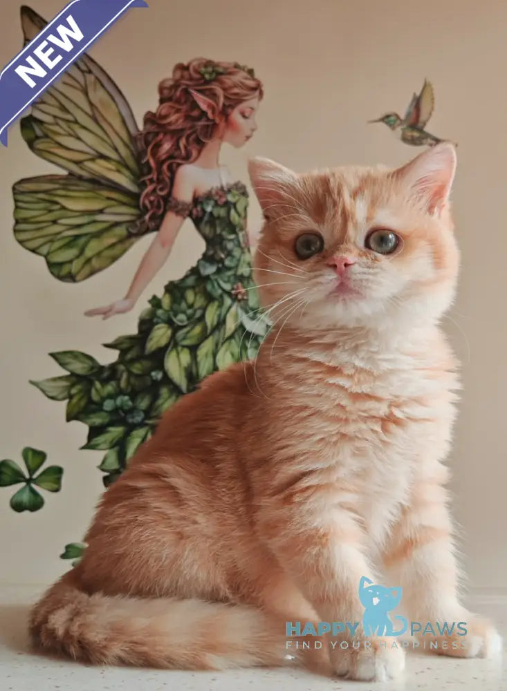 Xenia British Shorthair male chocolate golden shaded live animals