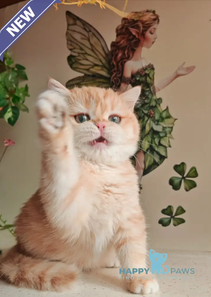 Xenia British Shorthair male chocolate golden shaded live animals