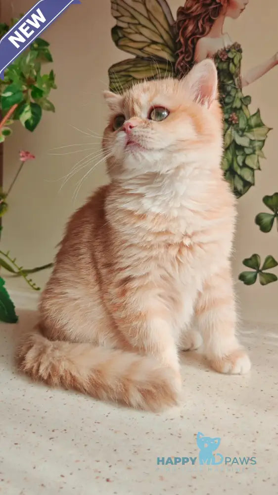 Xenia British Shorthair male chocolate golden shaded live animals