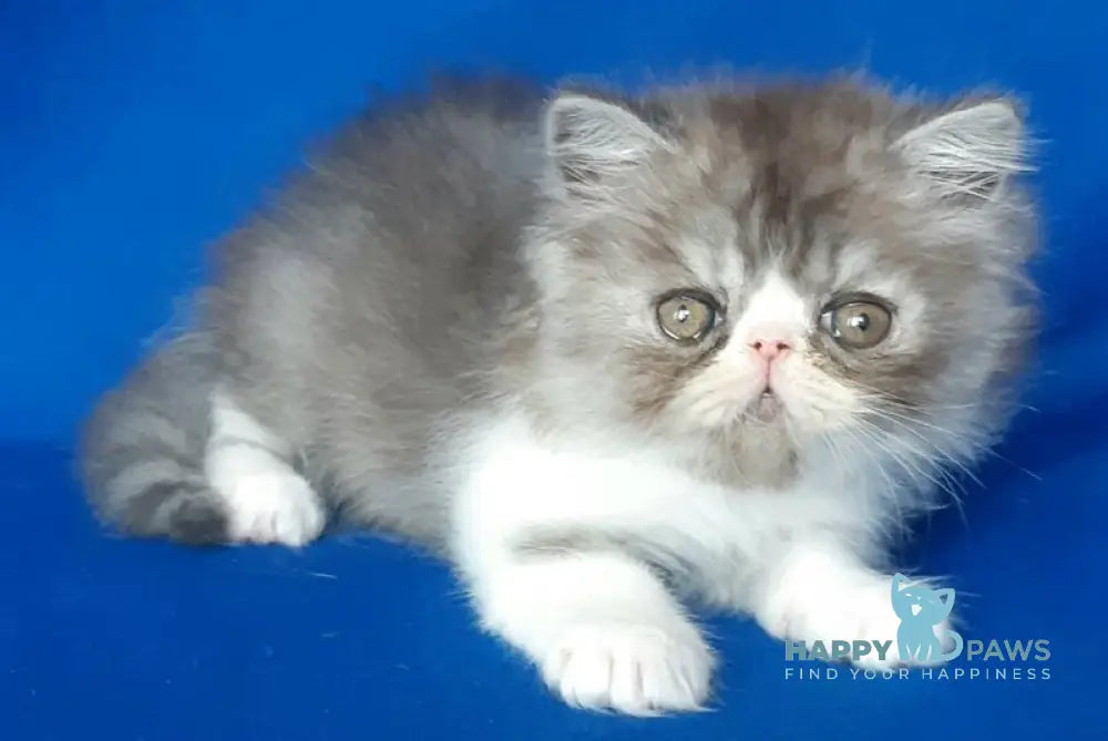 Xenia Persian female black silver bicolour live animals