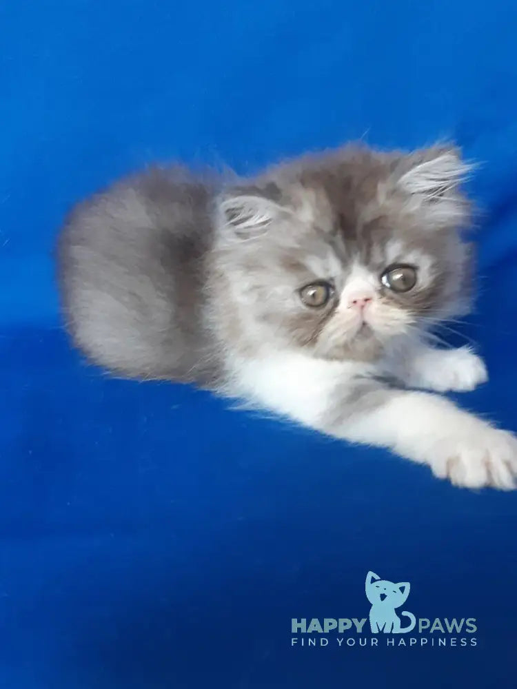 Xenia Persian female black silver bicolour live animals