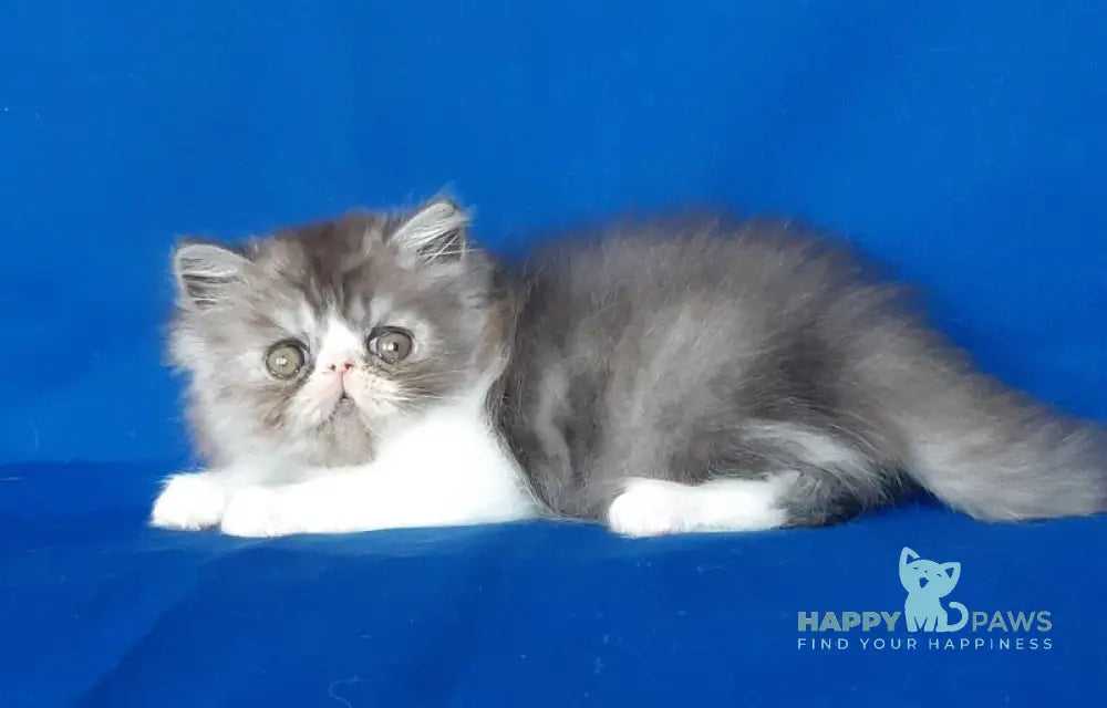 Xenia Persian female black silver bicolour live animals