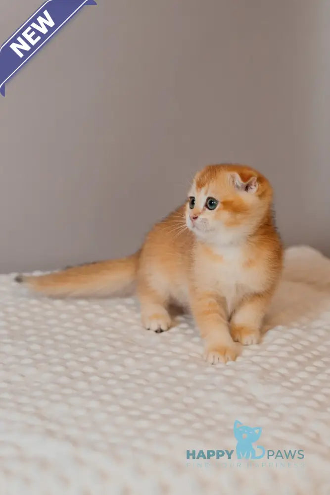 Xenia Scottish Fold female black golden chinchilla live animals