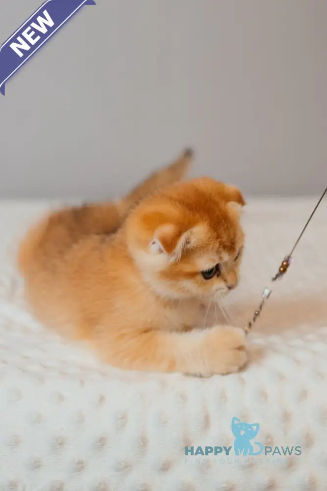 Xenia Scottish Fold female black golden chinchilla live animals