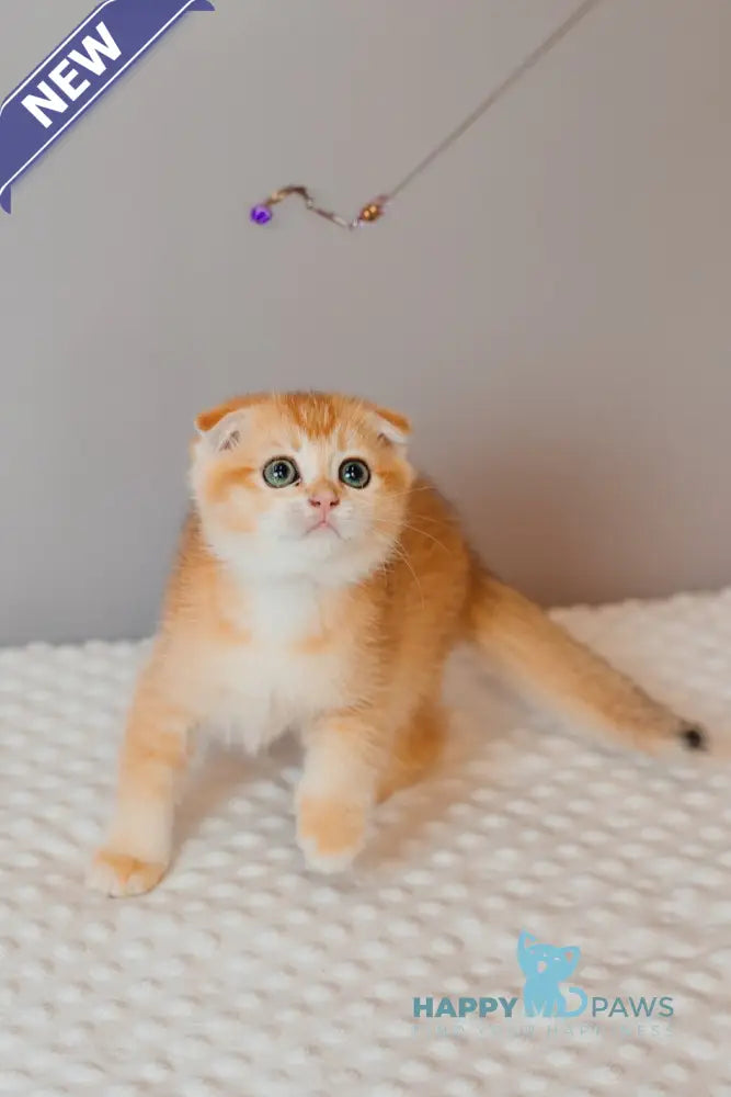 Xenia Scottish Fold female black golden chinchilla live animals