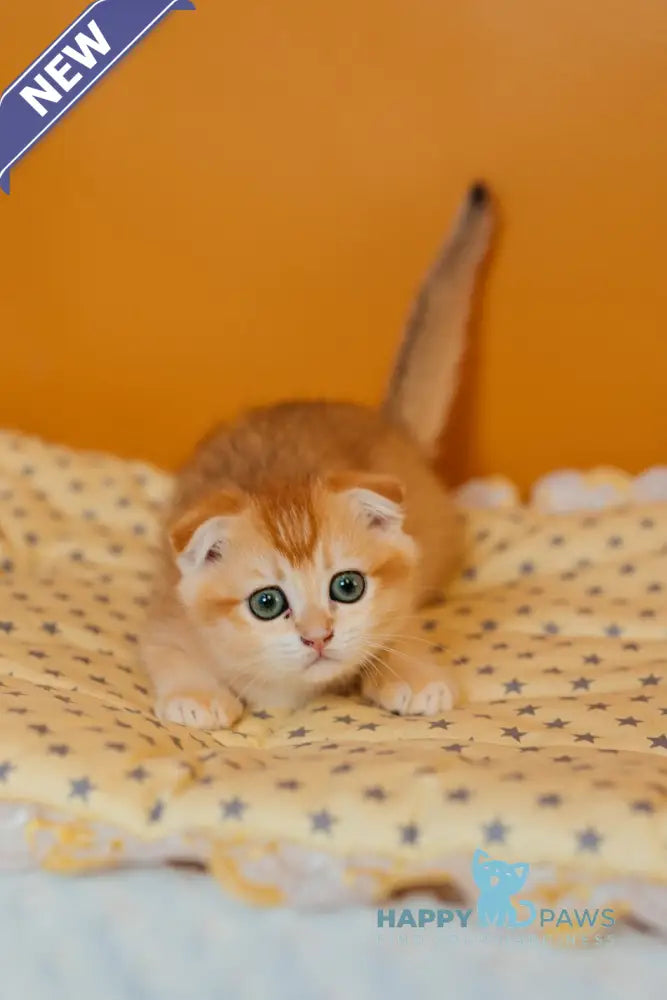 Xenia Scottish Fold female black golden chinchilla live animals