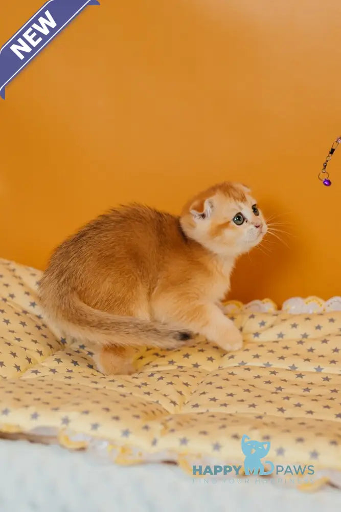 Xenia Scottish Fold female black golden chinchilla live animals