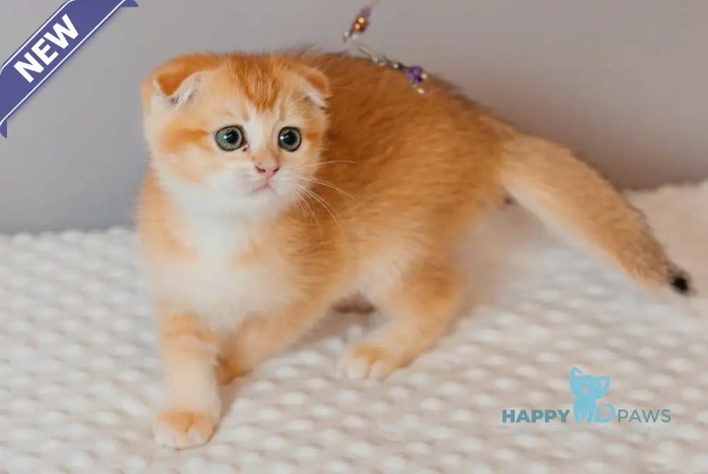 Xenia Scottish Fold female black golden chinchilla live animals