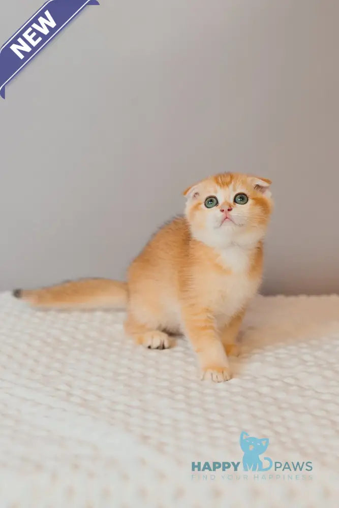 Xenia Scottish Fold female black golden chinchilla live animals