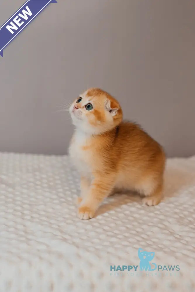 Xenia Scottish Fold female black golden chinchilla live animals