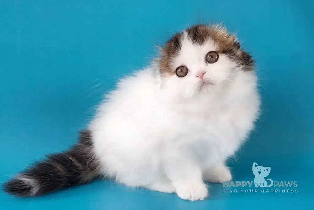 Xenia Scottish Fold female black tabby van live animals