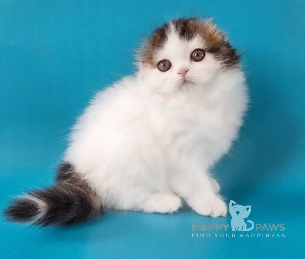 Xenia Scottish Fold female black tabby van live animals