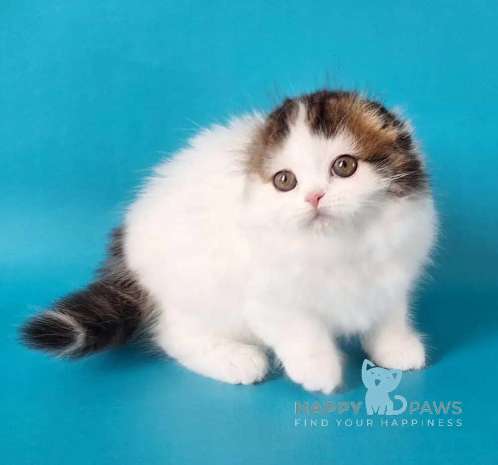 Xenia Scottish Fold female black tabby van live animals