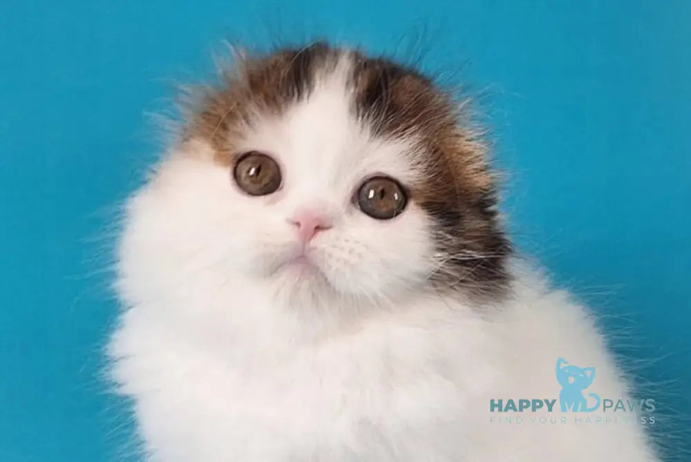 Xenia Scottish Fold female black tabby van live animals