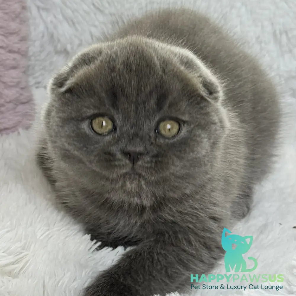Xenia Scottish Fold female blue - live animals