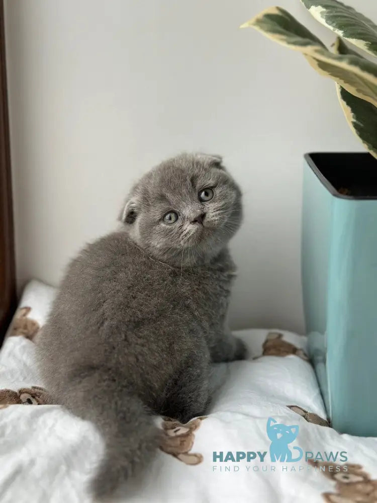 Xenia Scottish Fold female blue live animals