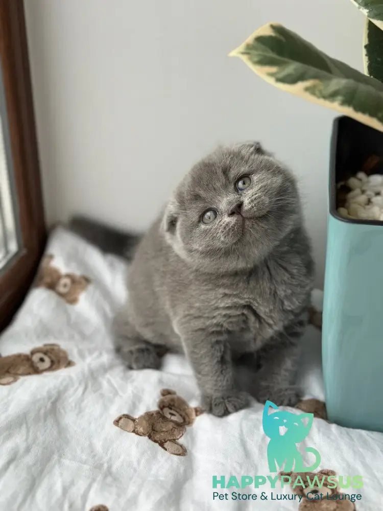 Xenia Scottish Fold female blue live animals