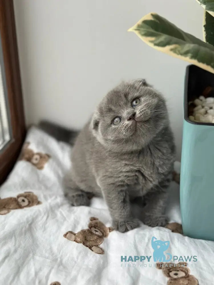 Xenia Scottish Fold female blue live animals