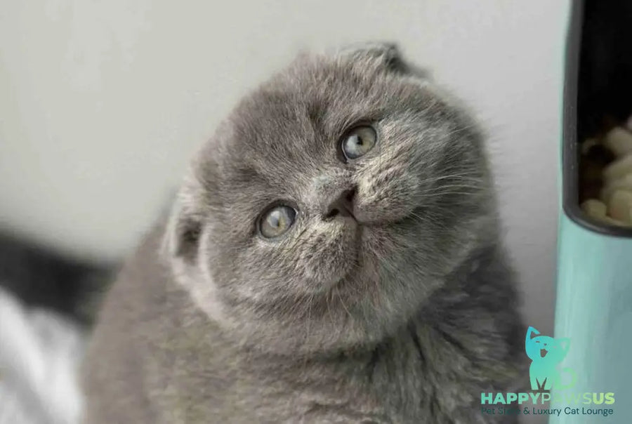 Xenia Scottish Fold female blue live animals