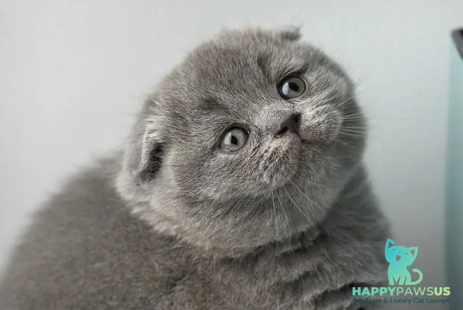 Xenia Scottish Fold female blue live animals