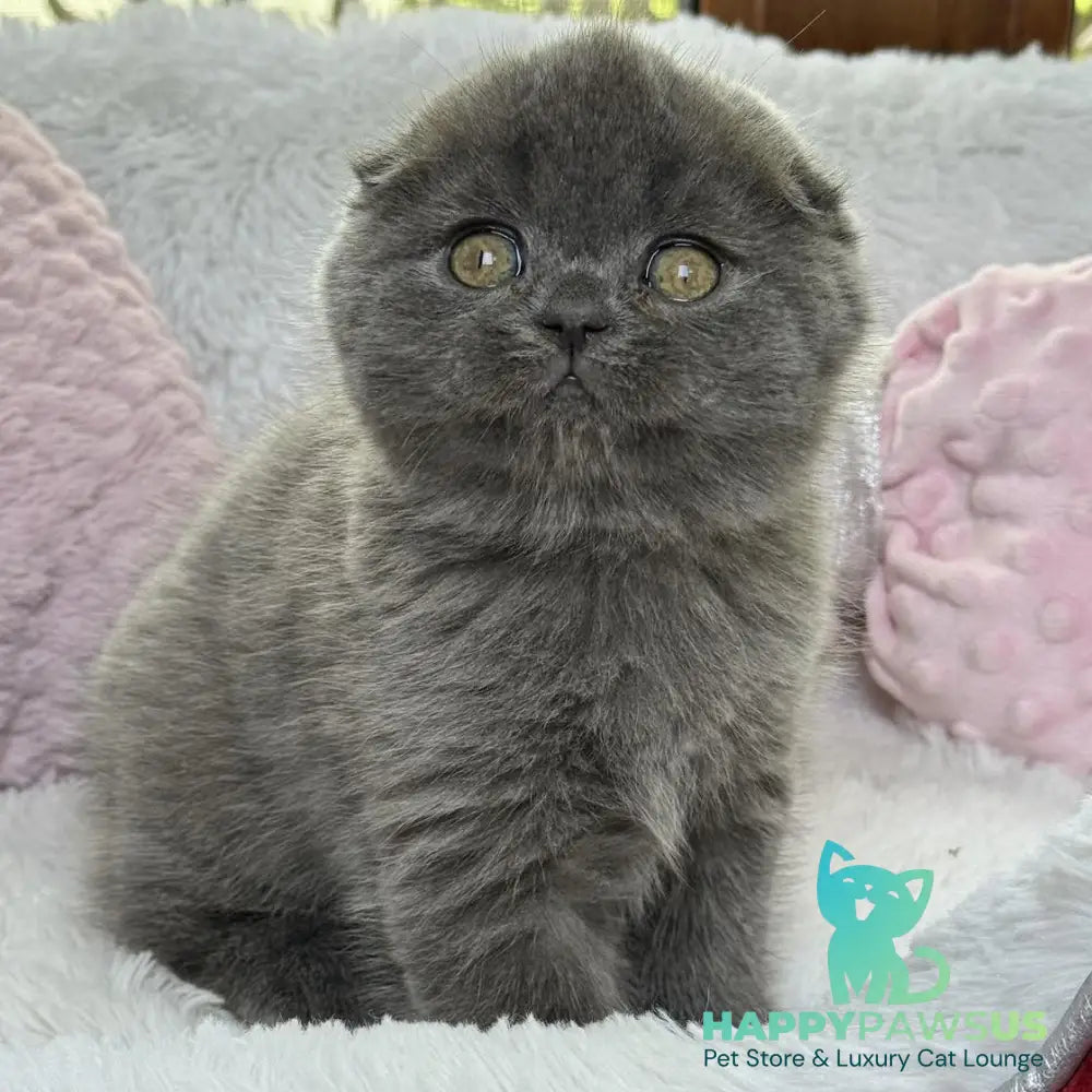 Xenia Scottish Fold female blue - live animals
