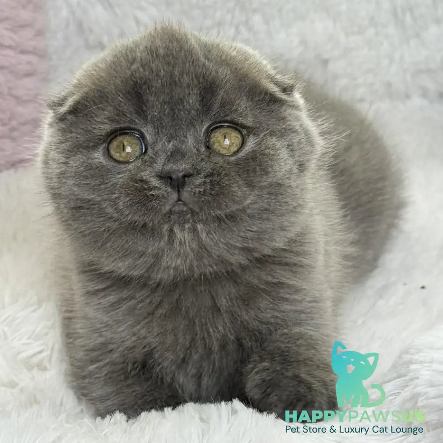 Xenia Scottish Fold female blue - live animals