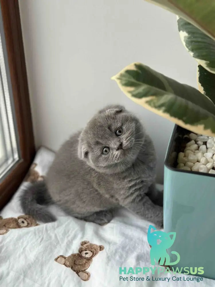 Xenia Scottish Fold female blue live animals