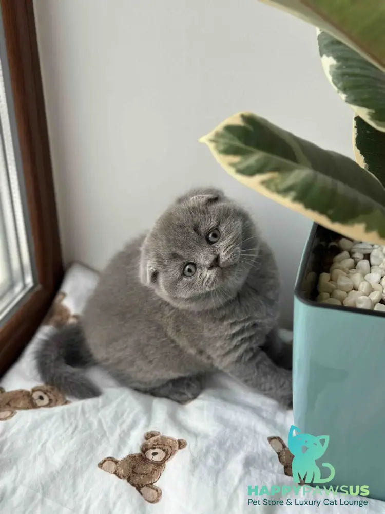 Xenia Scottish Fold female blue live animals