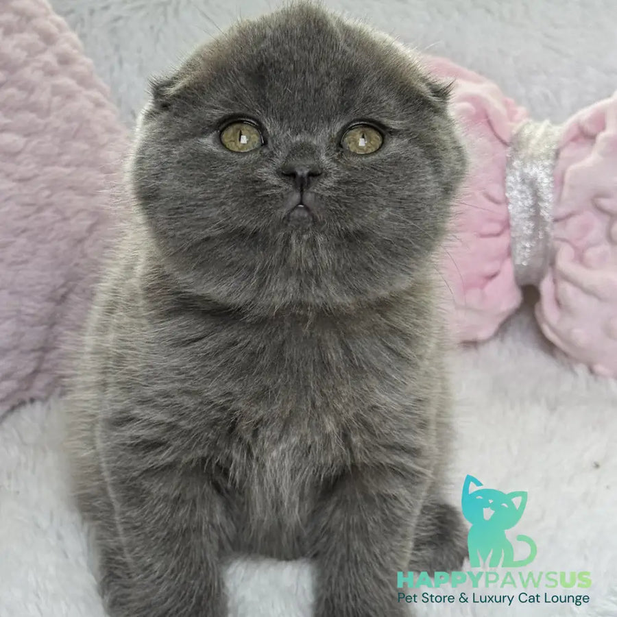 Xenia Scottish Fold female blue - live animals