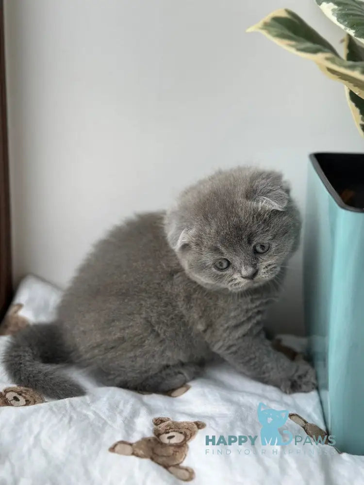 Xenia Scottish Fold female blue live animals