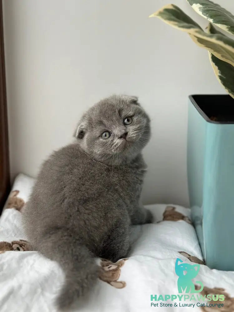 Xenia Scottish Fold female blue live animals