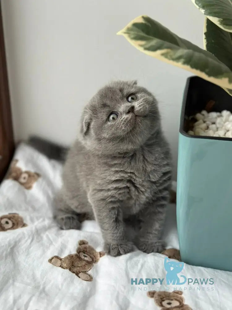 Xenia Scottish Fold female blue live animals