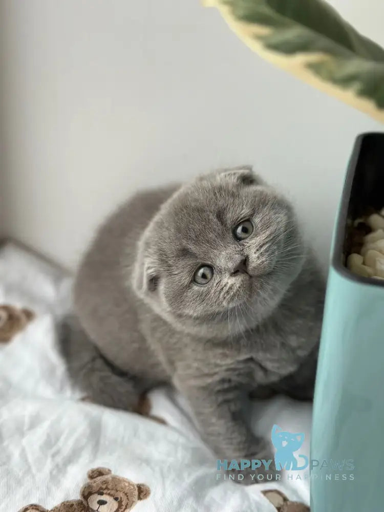 Xenia Scottish Fold female blue live animals