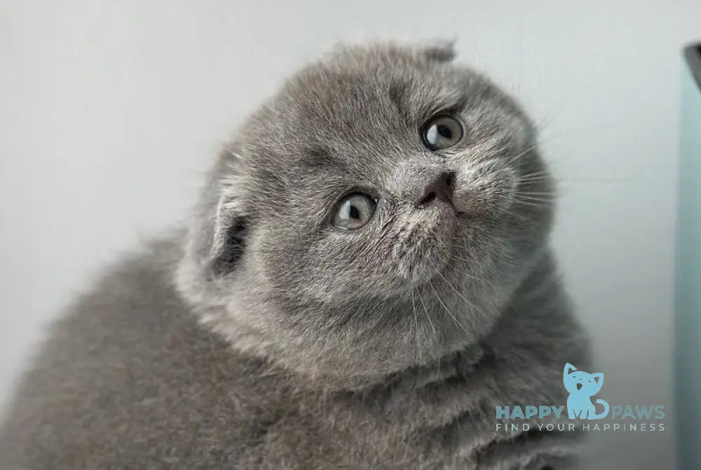 Xenia Scottish Fold female blue live animals